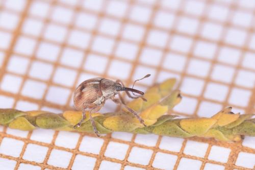 Réf. 274 529 : Corimalia tamarisci